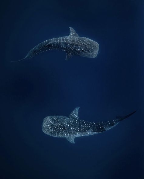 Ying Yang Wallpaper, Shark Background, Whale Shark Tattoo, Cool Sea Creatures, Shark Photos, Shark Pictures, You Are My Moon, Whale Sharks, Shark Art