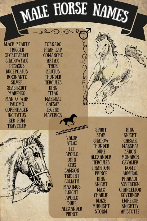 Choosing the perfect name for your male horse can be an exciting journey. From strong and sophisticated to cute and playful, the right name can capture your horse’s unique personality and charm.

Naming your horse is a personal and meaningful process that reflects your connection with them. Share your favorite names with us and tell us why they resonate with you! Fancy Male Names, Best Horse Names, Male Horse, Fjord Horse, Powerful Names, Bay Horse, Creative Names, Pretty Names