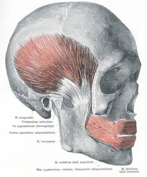 Facial muscles, buccinator, orbicularis oris Jaw Anatomy, Clinical Anatomy, Tmj Massage, Neck Muscle Anatomy, Good References, Studying Anatomy, Artistic Anatomy, Jaw Muscles, Muscles Of The Face