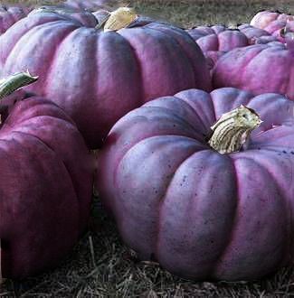 Purple pumpkins - these are stunning Purple Pumpkin, Harvest Time, Fabulous Fall, All Things Purple, Plum Purple, Purple Rain, Samhain, Fall Harvest, Fall Fun