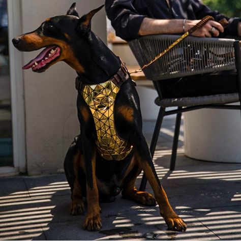 Sequin Large Dog Harness Shining Dog Collar High Quality And Durable Dog Harnesses Malinois Doberman Dog Leads Dog Leash - Collars, Harnesses & Leads - AliExpress Doberman Collar, Large Dog Harness, Dog Pants, Doberman Dog, Sun Dogs, Dog Harnesses, Doberman Dogs, Pet Sweater, Dog Diapers