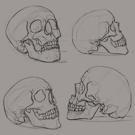 Skull Reference, Skull Sketch, Skeleton Drawings, Skulls Drawing, Skull Drawing, Human Skull, Arte Sketchbook, Anatomy Drawing, Anatomy Art