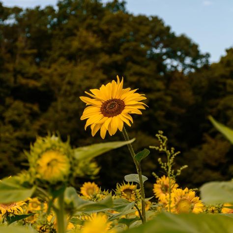 Sunshine on a rainy day 🌻 . . . . . . #annekalagianphotography #niagaraphotographer #stcatharines #familyphotographer #familyphotography #lifestylephotography #stcatharinesphotographer #nikon #niagaraphotography #family #ontariophotographer #stcatharinesphotography #gtaphotographer #hamiltonphotographer #niagara #visitniagara #shoplocal #pelham #jpniagaratulipexperince #niagarafamilyphotographer #sunflower #sunflowerfield🌻 #sunflowerfieldsforever @jpniagaratulipexperience Sunshine On A Rainy Day, On A Rainy Day, Sunflower Fields, A Rainy Day, Rainy Days, Lifestyle Photography, Rainy Day, Family Photographer, Family Photography