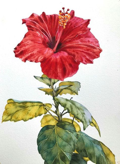 BAROQUE on Behance Flower Watercolor Tutorial, Hibiscus Flower Watercolor, Hibiscus Flower Drawing, Flor Tattoo, Watercolour Ideas, Arte Peculiar, Floral Art Design, Watercolor Tutorial, Abstract Floral Art