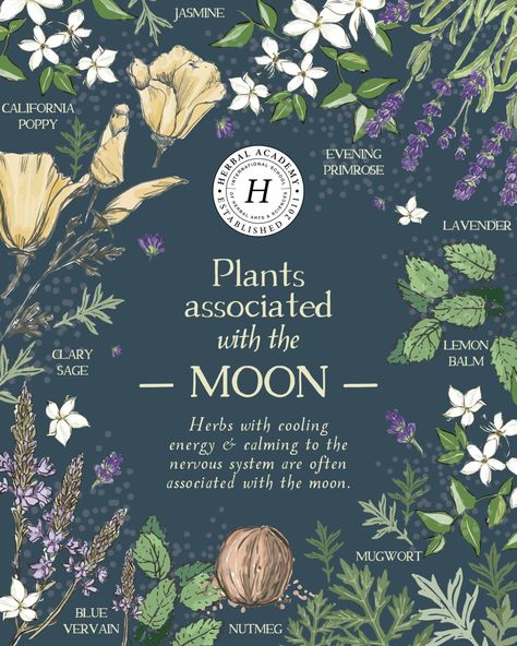 Lunar Herbalism: Plants Associated with the Moon | Herbal Academy | This article will explore how certain herbs exemplify and express the qualities of one of our most beloved luminaries, the Moon. Herbs Of The Moon, Witch Pantry, Mooncore Aesthetic, Moon Herbs, Magic Plants, Medicinal Herbs Remedies, Moon Core, Herbs Remedies, Moon Plant