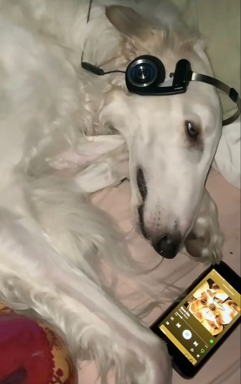 Borzoi Dog, Courtney Love, Fun Games, Group Chat, Headphones, Building, Bed