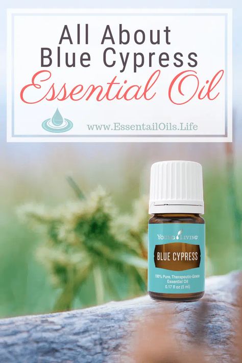 10+ Ways to Use Blue Cypress Essential Oil, & FAQ Blue Cypress Diffuser Blend, Cypress Essential Oil Uses, Northridge Remodel, Diy Diffuser Blends, Diy Diffuser, Diffuser Blends Young Living, Blue Cypress, Cypress Oil, Cypress Essential Oil