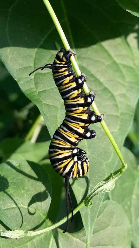 Monarch Butterfly Caterpillar, Bug Anatomy, Butterfly Evolution, Bug Watercolor, Black Caterpillar, Butterfly Cocoon, Caterpillar Insect, Monarch Caterpillar, Moth Butterfly