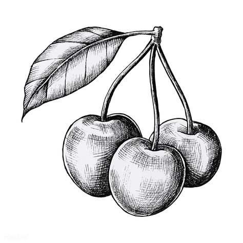 Hand drawn fresh cherries vector | premium image by rawpixel.com Hatching Drawing, Cherry Drawing, Fruit Sketch, Lemon Set, Shading Drawing, Arte Doodle, Fruits Drawing, Pencil Shading, Free Hand Drawing