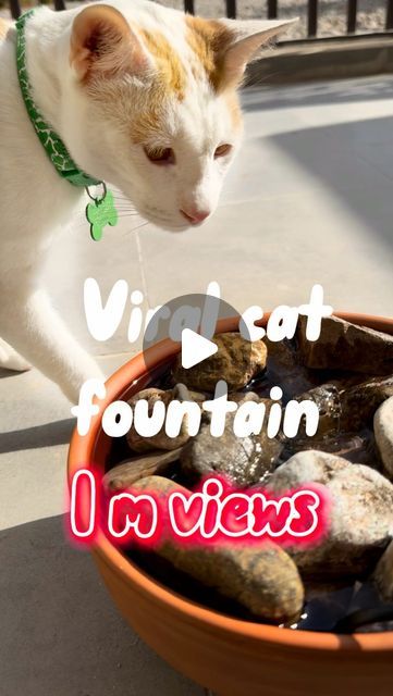 How to take care of cats 🐈 on Instagram: "1. Water pump TEMU
2. Clay bowl (day to day)
3. Stones from the street
4. Gauze from the pharmacy
⠀
Follow me for more cats DIY 🐈" Diy Cat Fountain, Diy Cat Water Fountain, Cat Feeding Area, Diy Water Fountain, Cat Fountain, Diy Fountain, Cat Water Fountain, Drinking Fountain, Natural Cat