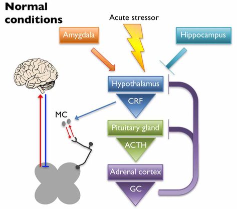 Normal Brain-Adrenal cortex interaction Glial Cells Nervous System, Prefrontal Cortex Brain Functions, Focal Segmental Glomerulosclerosis, Limbic System Retraining, Adrenal Cortex, Therapeutic Interventions, Migraine Attack, Tricyclic Antidepressants Mnemonic, Cortisol Levels