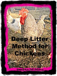 Deep Litter Method for Chickens - Homegrown Self Reliance Deep Litter Method, Chicken Poop, Clean Chicken, Raising Chicks, Chicken Health, Chicken Coop Plans, Backyard Chicken Coops, Chicken Diy, Chicken Runs