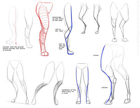 Anthro Anatomica: Anthro leg gestures Leg Reference, Drawing Legs, Anatomy Tutorial, Creature Drawings, Anatomy Drawing, Poses References, Figure Drawing Reference, Anatomy Reference, Anatomy Art