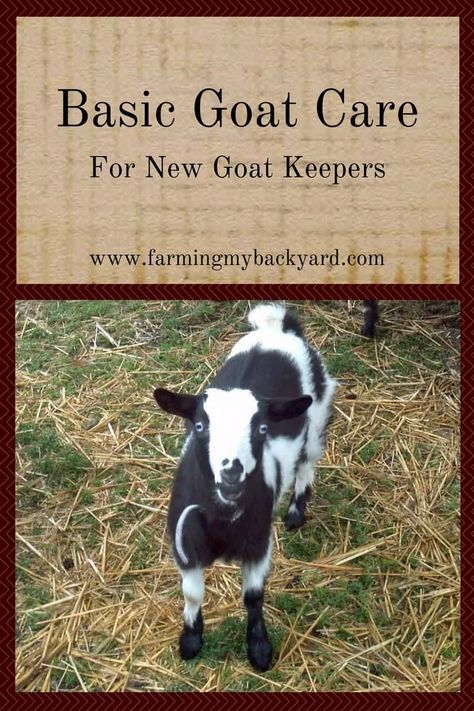 Thermaland Oaks, Keeping Goats, Goat Pen, Happy Goat, Goat House, Raising Farm Animals, Goat Care, Goat Barn, Boer Goats