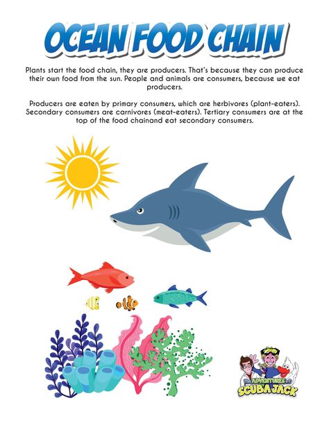 Food Chain Animals, Food Chain Worksheets Grade 4, Ocean Food Web, Simple Food Chain, Ocean Food Chain, Food Chain Worksheet, Ocean Food, Plant Eater, Food Chains