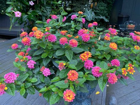 How to Grow Lantana in Pots: Ultimate Care Guide Lantana In Pots, Lantana Bush, Lantana Plant, Cherry Tomato Plant, Potted Plants Outdoor, Container Gardening Flowers, Plants For Hanging Baskets, Flower Pots Outdoor, Garden Containers