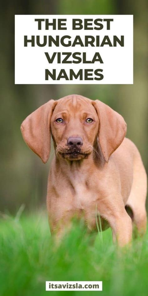 If you are looking for the best dog names for your vizsla puppy, read our list! We share over 60 hungarian vizsla names. From traditional hungarian dog names to original vizsla names and top hunting dog names, you are sure to find a name from our list. #vizsla #puppies Vizsla Funny, Hunting Dog Names, Hungarian Dog, Dog Breed Names, Female Dog Names, Best Dog Names, Vizsla Dog, Dog Commands, Hungarian Vizsla