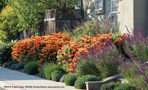 Orange Garden Flowers, Orange And Purple Garden, Orange Perennial Flowers, Orange Flowers Garden, Drought Landscape, Orange Flower Garden, Orange Plants, Orange Landscape, Summer Border