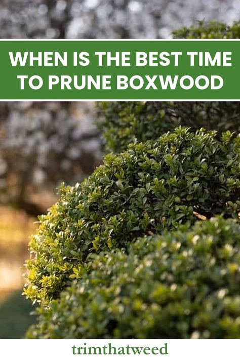 Is it that difficult to grow boxwood at the back of your garden? Well, that wouldn’t be the case if you knew when to prune it properly. The answer to “when is the best time to prune boxwood?” can vary according to your motives with the plant, which I shall discuss today. I will also provide you with some effective tips to prune your boxwood with perfection. Now, without any further ado, let’s begin. Garden Well, Box Wood Shrub, Boxwood Garden, Outdoor Plants, The Plant, Yard Landscaping, Green Thumb, Container Gardening, Gardening Tips