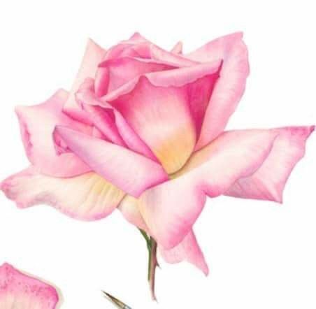 Billy Showell, Watercolor Flowers Tutorial, Start Painting, Flower Art Drawing, Contact Page, Roses Drawing, Watercolor Painting Techniques, 수채화 그림, Botanical Painting