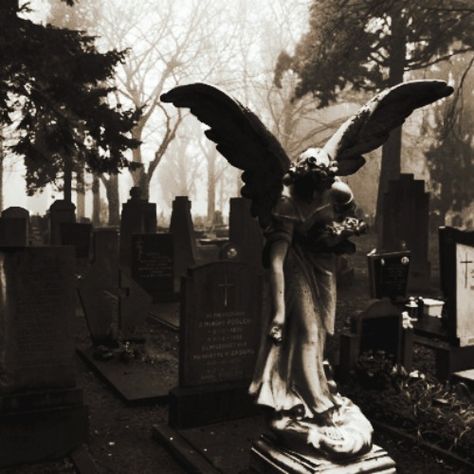 taphophilia Southern Gothic Aesthetic, Genre Of Books, Gothic Images, Cemetery Angels, Cemetery Statues, Cemetery Headstones, Angel Statue, Old Cemeteries, Cemetery Art