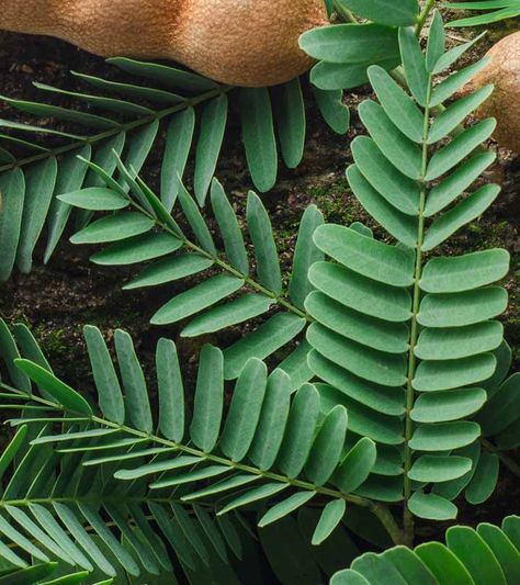 13 Amazing Health Benefits Of Tamarind Leaves Tamarind Plant, Guava Benefits, Tamarind Fruit, Ayurvedic Plants, Ayurveda Diet, Body Board, Herbal Plants, Green Tea Benefits, Misty Copeland