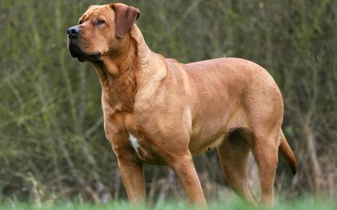 Japanese Mastiff, Best Guard Dog Breeds, Japanese Dog Breeds, Mastiff Dog Breeds, Guard Dog Breeds, Kangal Dog, Mastiff Breeds, Best Guard Dogs, Dangerous Dogs