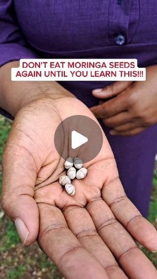 Moringa Seeds Benefits, Benefits Of Moringa Seeds, Homemade Tortilla Recipe, Learning Herbs, Curcumin Benefits, Moringa Benefits, Moringa Seeds, Cholesterol Recipes, Homemade Tortilla