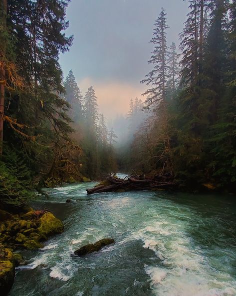 US Department of the Interior on Twitter: "Walking through the wild woods @OlympicNP in the dusky evening light, you can feel yourself surrounded by life, as if the forest has its own pulse and breath. Pic courtesy of Nathan Juno #Washington #FindYourPark… https://t.co/B4kGRzvRnM" Olympic National Park Washington, Beautiful Travel Destinations, Park Ranger, Beautiful Travel, Olympic National Park, Pine Trees, Travel Ideas, Us Travel, Travel Usa