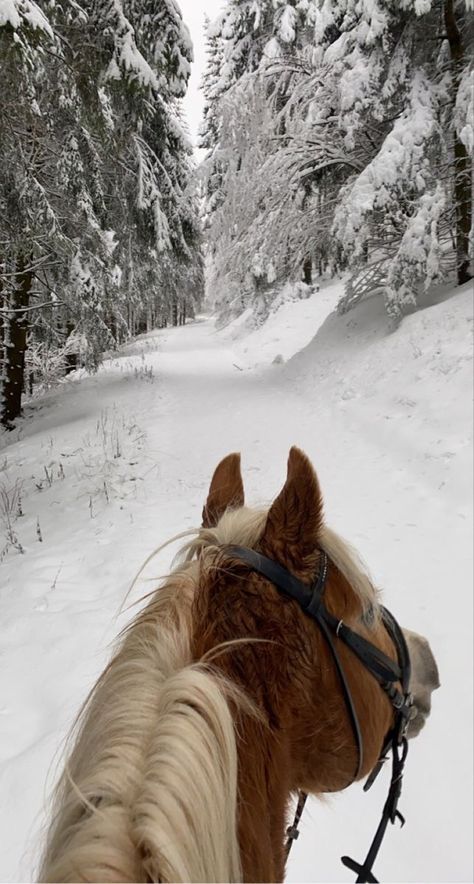 The Way Back Home, Lost In The Forest, Cozy Winter Cabin, Horses In Snow, Haflinger Horse, Winter Horse, Equestrian Aesthetic, Horse Photo, Way Back Home