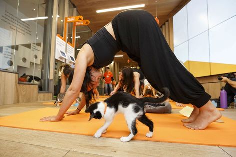 Yoga Cat, 2024 Moodboard, Couples Yoga, Devil Dogs, Woman Yoga, Cat Yoga, Cat Woman, Yoga Is, Future Goals