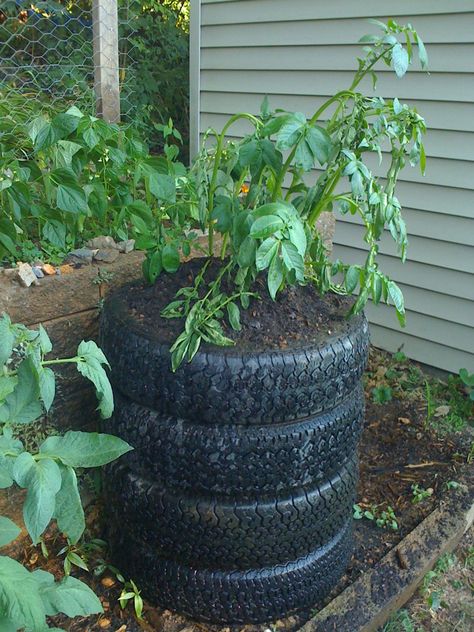 Potato Planters Diy, Potato Planters, Recycled Tires, Grow Potatoes, Tire Garden, Tire Planters, Planting Potatoes, Love Or Hate, Tyres Recycle