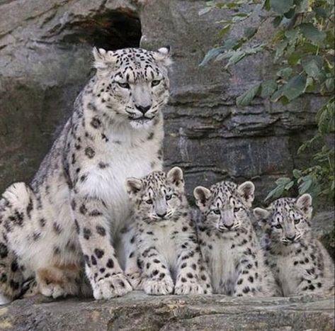 Snow leopards Baby Snow Leopard, Regnul Animal, Baby In Snow, Exotic Cats, Majestic Animals, Wildlife Animals, Snow Leopard, Cute Animal Pictures, Leopards