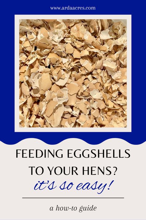 crushed eggshells for feeding to hens, text reads www.ardaacres.com Feeding eggshells to your hens? it's so easy! a how-to guide Backyard Chicken Farming, Laying Hens, Strong Bones, Chicken Farm, Holistic Living, Chicken Eggs, Chickens Backyard, Boiled Eggs, Egg Shells