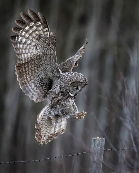 Great Gray Owl 🦉 Great Grey Owl Tattoo, Great Grey Owl Drawing, Owl Landing, Great Gray Owl, Floral Mandala Tattoo, Mandala Tattoo Sleeve, Androgynous Models, Grey Owl, White Ink Tattoo