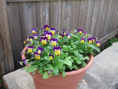 How To Plant Violets In Pots - Learn About Container Care For Violets Growing Violets, Violet Plants, Outdoor Tea Parties, How To Compost, Plants Tips, Violet Plant, Most Beautiful Flowers, Composting, Grow Your Own Food