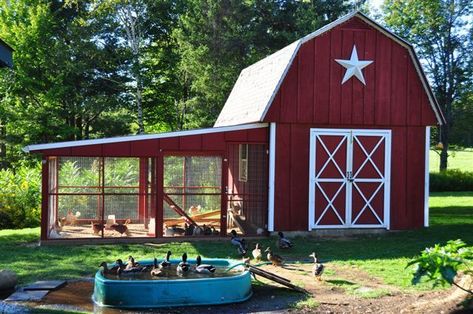 Barnyard Chickens, Duck House Plans, Converted Shed, Awesome Chicken, Enclosed Garden, Duck Coop, Chicken Barn, Portable Chicken Coop, Mini Barn