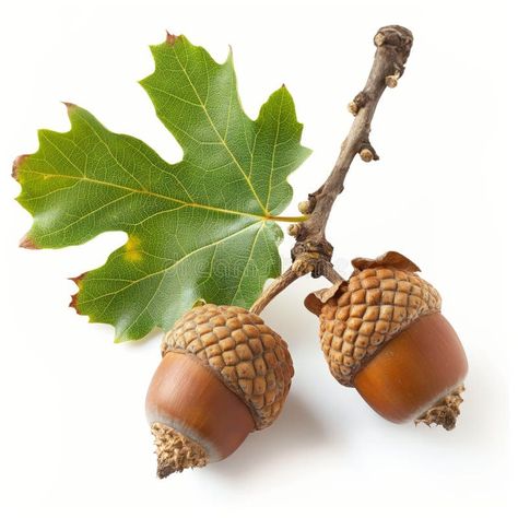 Oak Branch with Acorns and Leaf Isolated on White stock photos Oak Branch, Acorn Leaf, White Stock, Oak Leaf, Botanical Drawings, Vibrant Green, A White Background, Botany, Vector Free