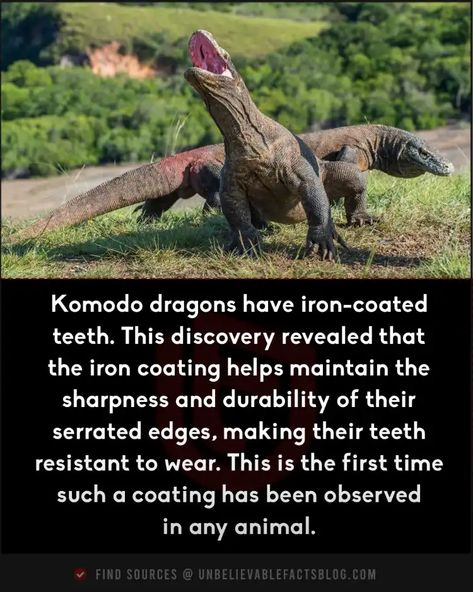 35 Cool Animal Facts That Will Turn You Into an Animal Trivia Expert Interesting Animal Facts, Animal Story, Facts About Animals, Amazing Facts, Cool Animals, Crazy Animal Facts, Random Facts, Funny Animal Facts, Weird Animal Facts