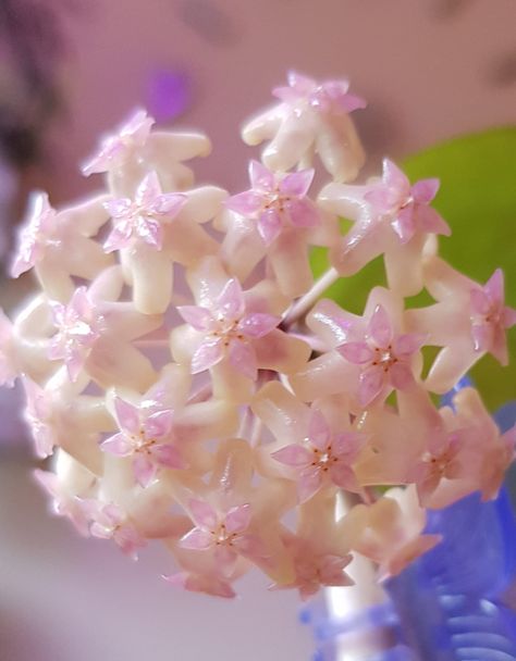 Hoya Joy Hoya Plant Flowers, Hoya Fitchii, Hoya Bloom, Hoya Flowers, Hoya Plant, Fairy Garden Plants, Hoya Carnosa, Strange Flowers, Wax Flowers