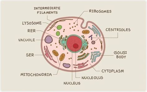 Eukaryotic cell diagram - labeled - By Arisa_J Anatomy Infographic, Nuclear Membrane, Cell Diagram, Prokaryotic Cell, Eukaryotic Cell, Plasma Membrane, Dna Molecule, Genetic Variation, Cell Division