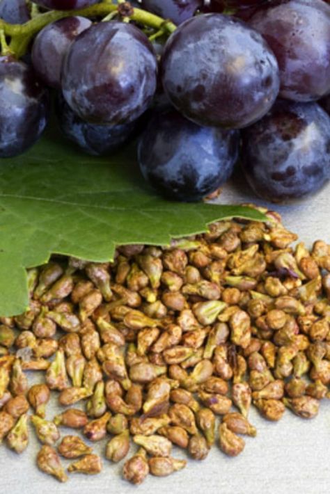 Everything You Need to Know about Grape Seed Extract Supplements | If you want to know what grape seed extract is, why people take it, and how it can benefit your health, then you want to read this article. Grape Seed Extract Benefits, Grapeseed Oil Benefits, Best Pre Workout Supplement, Grapes Benefits, Post Workout Supplements, Athlete Nutrition, Maitake Mushroom, Acerola Cherry, Detoxify Your Body