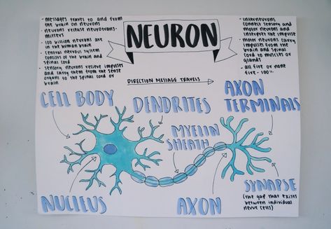 Neuron Diagram Aesthetic, Neuron Diagram, Cell Diagram, Biology Projects, Chart Ideas, Science Topics, Nerve Cell, Chart Design, Neurology