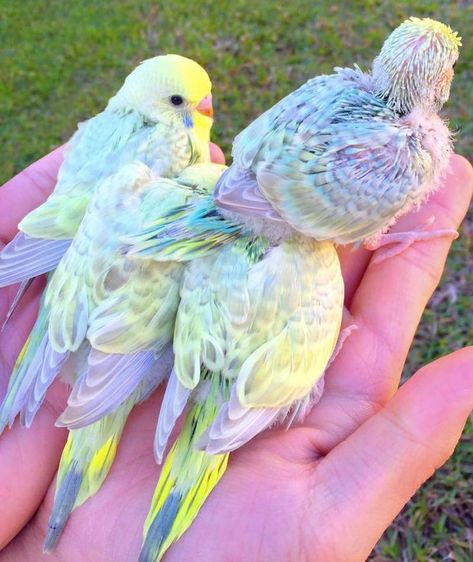 Budgies Bird, Pretty Animals, Silly Animals, Cute Animal Photos, Pretty Birds, Colorful Birds, Cute Birds, Cute Creatures, Cute Little Animals