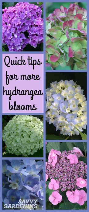 Quick Tips For More Hydrangea Blooms | Savvy Gardening Hydrangea Care, Growing Hydrangeas, Hydrangea Garden, Organic Vegetable Garden, Hydrangea Not Blooming, Planting Hydrangeas, Vertical Gardens, Garden Shrubs, Growing Roses