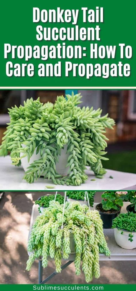 Donkey Tail Plant Care, Donkey Tails Succulents, Donkey Tail Plant, Donkey Tail Succulent Propagation, Propagating Donkey Tail Succulents, Donkey Tail Succulent Care, Succulent Propagation How To, Propogate Succulents, Succulents Propagating