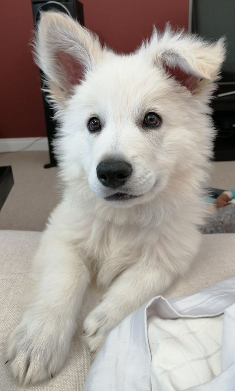 Bolt Disney, White Fluffy Dog, Puppy Development, Calming Aesthetic, White Husky, Small Puppy, White Puppy, White German Shepherd, White Puppies