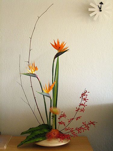 Bird Of Paradise Flower Arrangement, Protea Arrangements, Flowers Moodboard, Pin Cushion Protea, Floral Cafe, Cushion Arrangement, Paint Nature, Florist Studio, Bird Of Paradise Flower