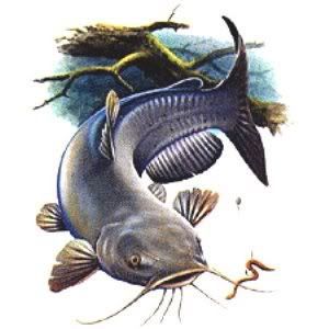 catfish clipart | catfish graphics and comments | Clipart ... Catfish Tattoo, Bugs Bunny Drawing, Fantasy Football Logos, Channel Catfish, Catfish Fishing, Fish Artwork, Tooling Patterns, Fishing Pictures, Fishing Decor