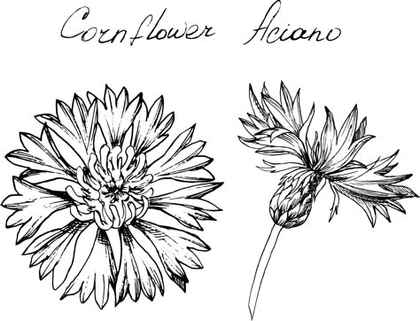 Cornflower Drawing, Bachelor Button Flowers, Delicate Flower Tattoo, Heart Scarf, Corn Flower, House Plans With Pictures, Columbine Flower, Flower Line Drawings, Art Major